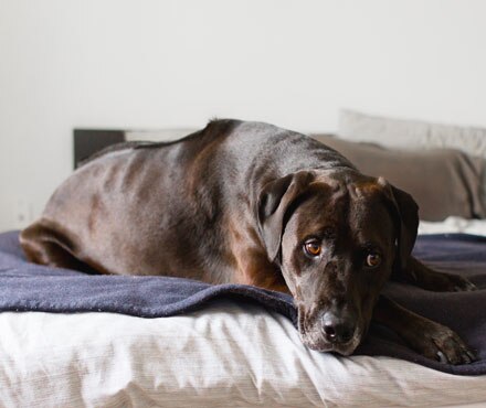 A dog lying on a blanket on a bed