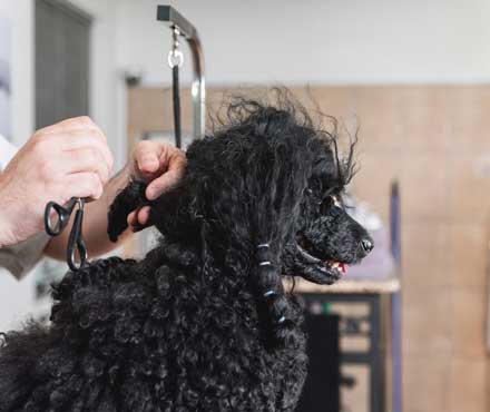 A Poodle Getting Groomed