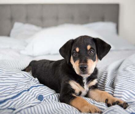 A dog lying on an unmade bed