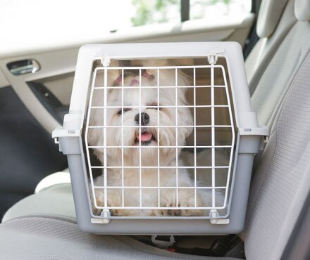 How To Secure a Kennel in a Car