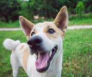 Happy Dog In A Dog Park