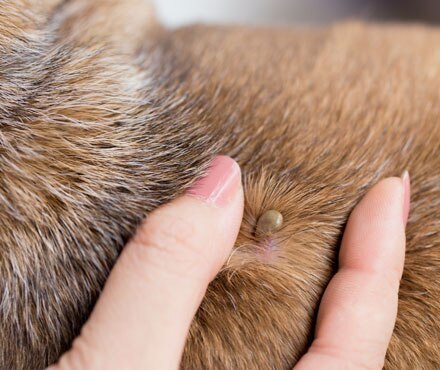 las garrapatas entran en la piel de los perros