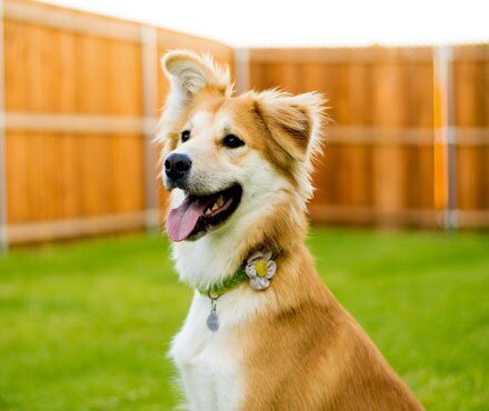 A dog in a fenced in backyard