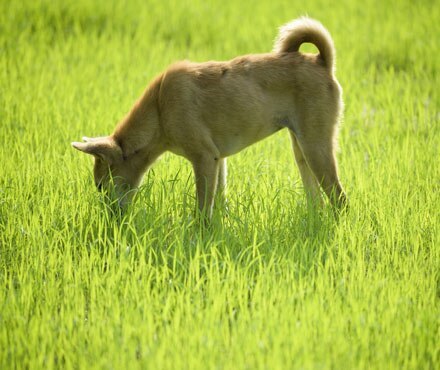 A dog eating grass