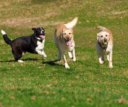 Dog Park Etiquette