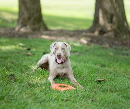 Why Dogs Overheat