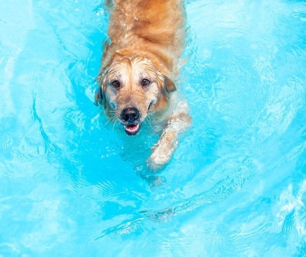 A dog swimming in a pool