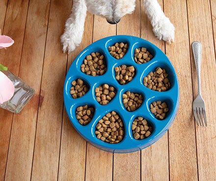 5 Reasons Why I Use Petmate's Kibble Cup Slow Feed Bowl & Why You Should Too