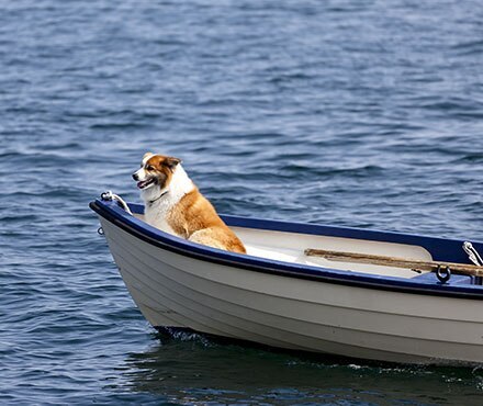 Dog sitting in the front of small boat on a lake