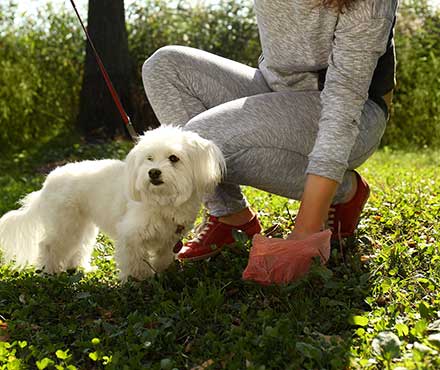 Woman picking up dog poop while in the grass