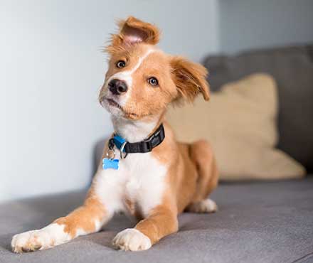 tan and white puppy sitting on a couch