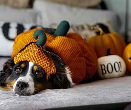 beagle dressed in a pumpkin costume for Halloween