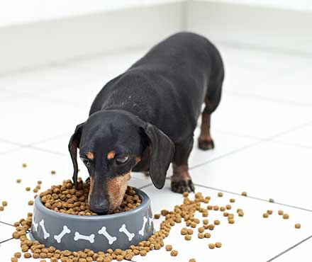 Ways to Prevent Messy Eating | Petmate