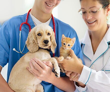 The Importance of Regular Vet Checkups