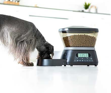 Should I Get An Automatic Pet Feeder?