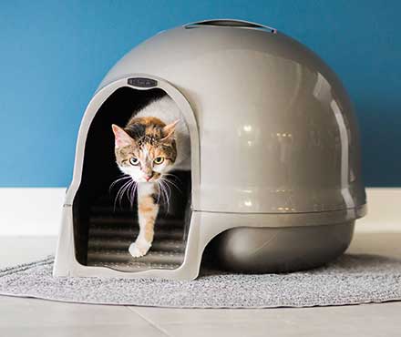 Where Should I Put My Cat's Litter Box?