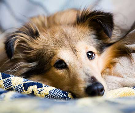 dog laying on a blanket 