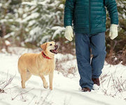 Tips for Walking Your Dog in the Snow