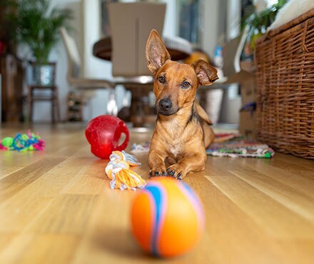 The Evolution of Dog Toys