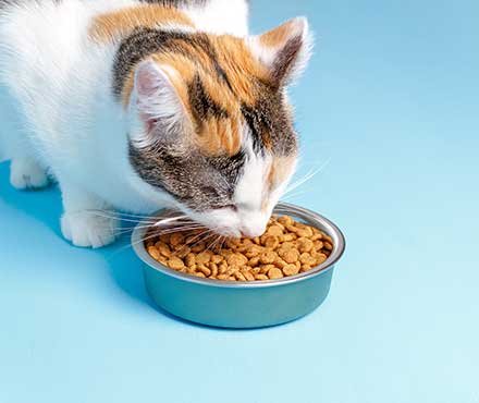 Wet Vs. Dry Cat Food Is One Better Petmate