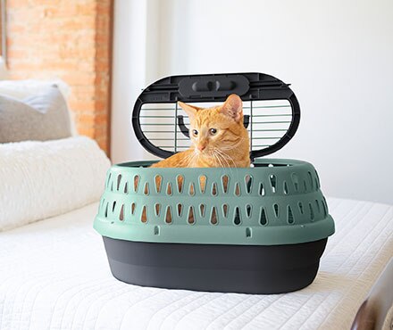 Hard Vs. Soft Cat Carriers: Which is Right For You? | Petmate