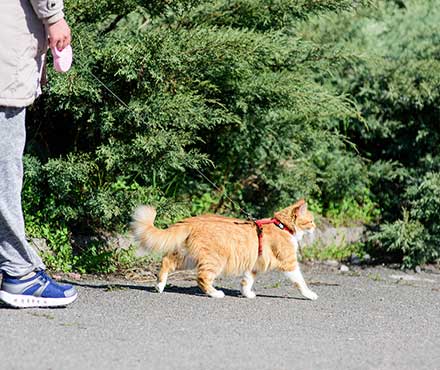 How to Leash Train Your Cat