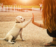 A small blonde Labrador puppy is giving a high-five to a blonde woman crouching down while outside.