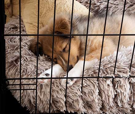 Puppy Crate Training Tips