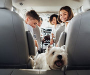 Taking a Road Trip With Your Dog
