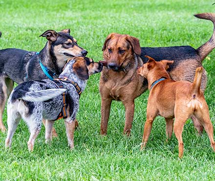 Etiquette at the Dog Park