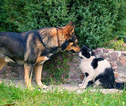 Why Do Dogs And Cats Sniff Each Other?