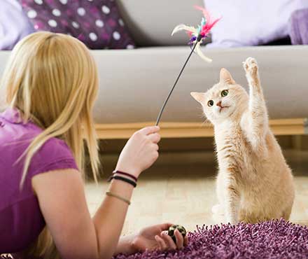 6 Ways to Bond With Your Cat