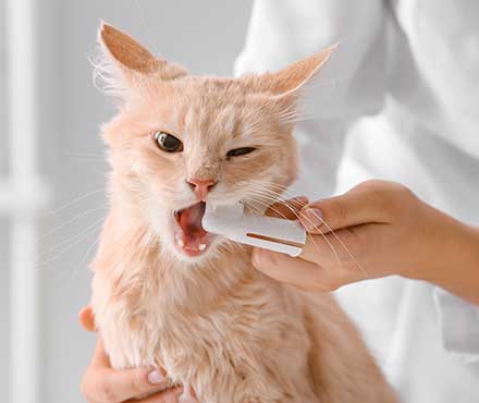 Dental Hygiene for Cats