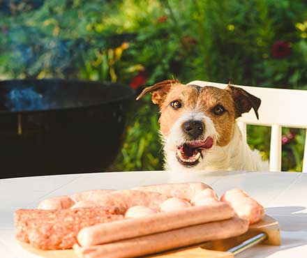 How To Keep Your Dog Safe At A BBQ