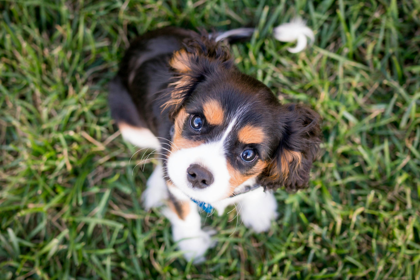 A Calico King Charles Cavalier puppy looks up to the camera while sitting outside on the grass.