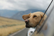 What a Winter Road Trip Looks Like with a Dog