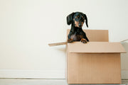 Moving Essentials to Keep Your Dog Comfortable in a New Space