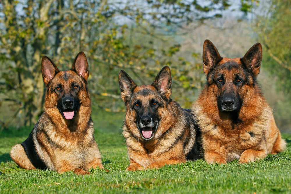 German shepherd essentials best sale