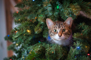 How to Keep Your Cats Away From the Holiday Decorations