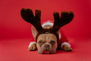 3 Holiday Recovery Tips for Your Pets