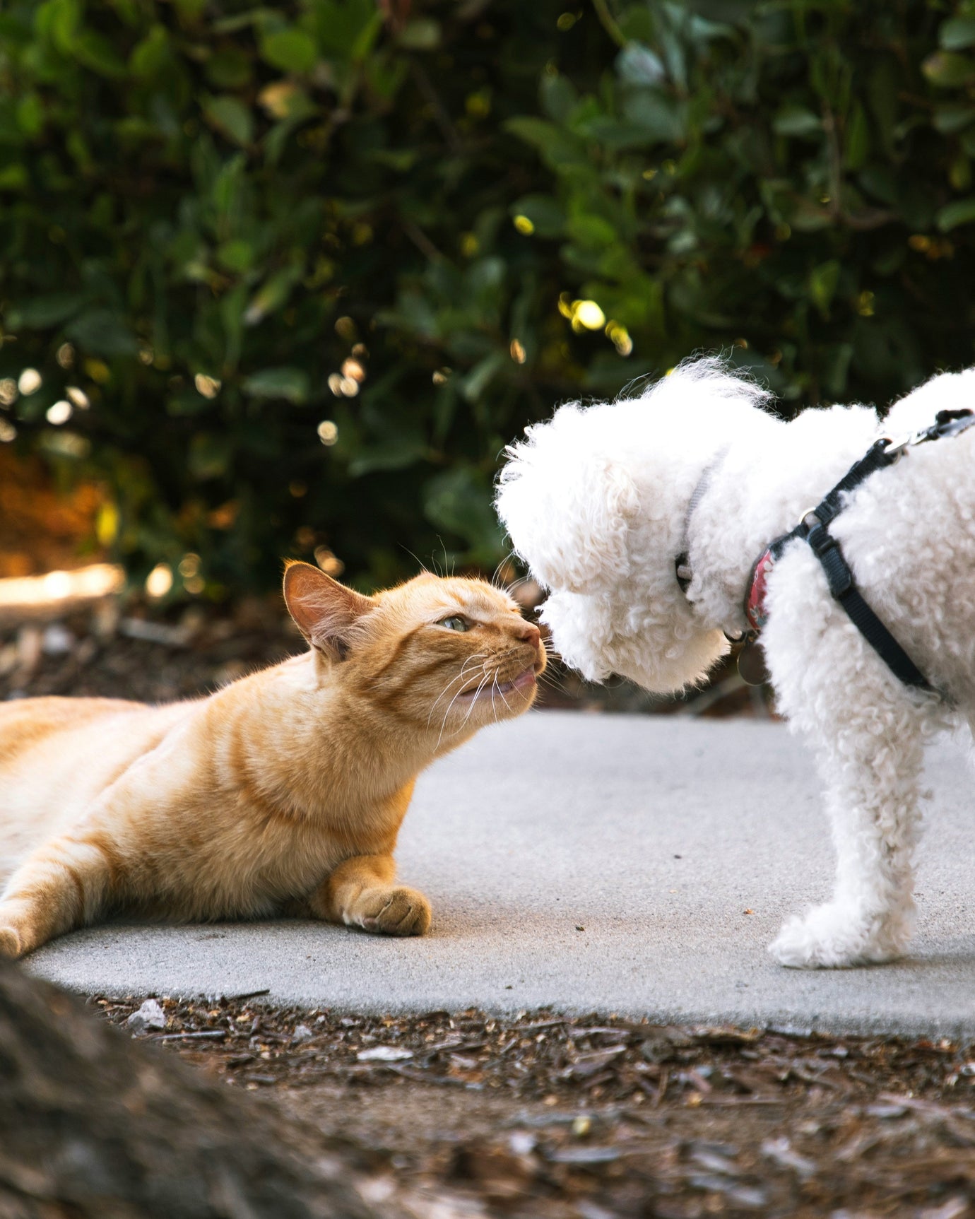 How to Meet the Needs of Your Multi-Pet Home