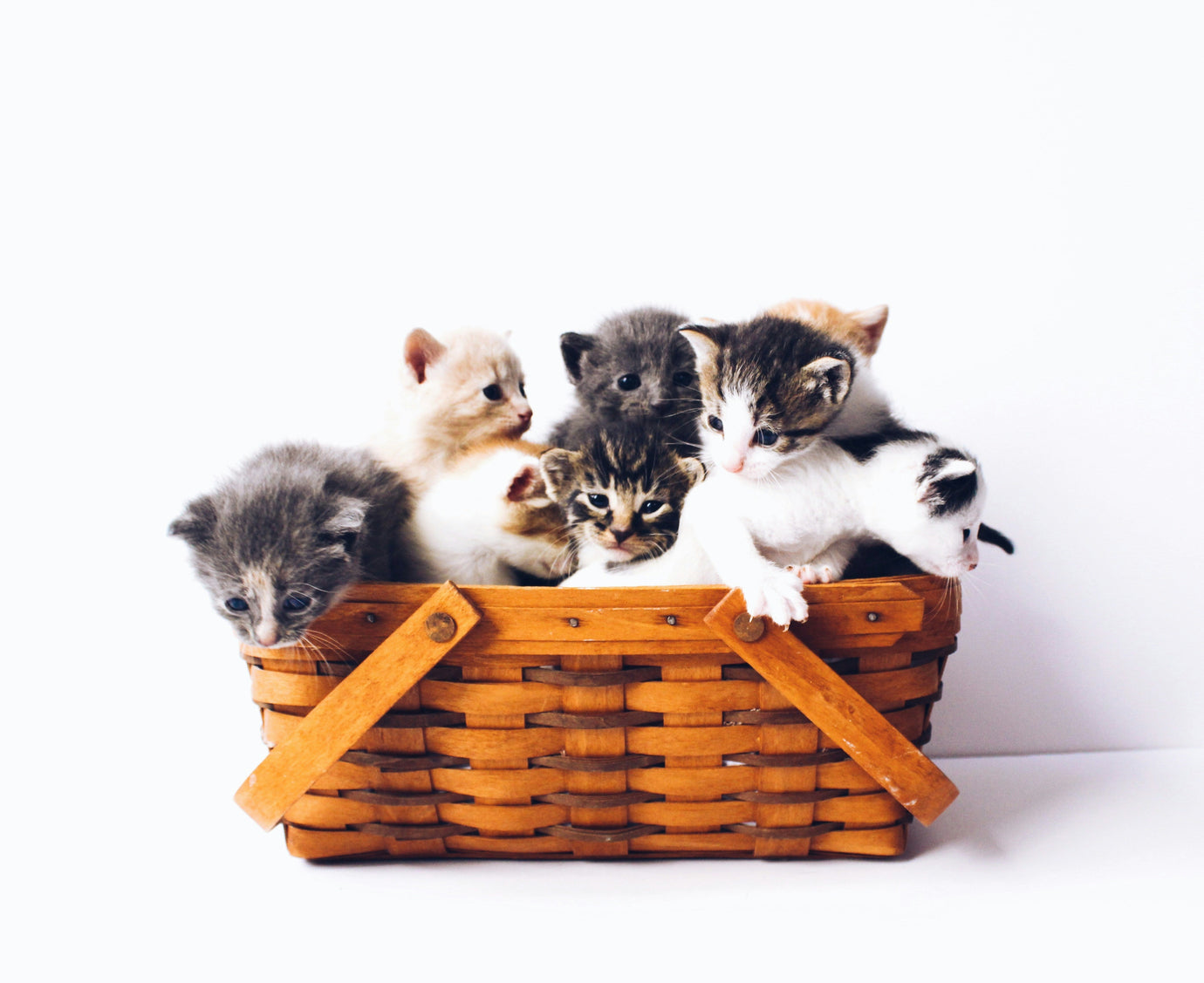 6 Types of Cats and What They Need in Your Home