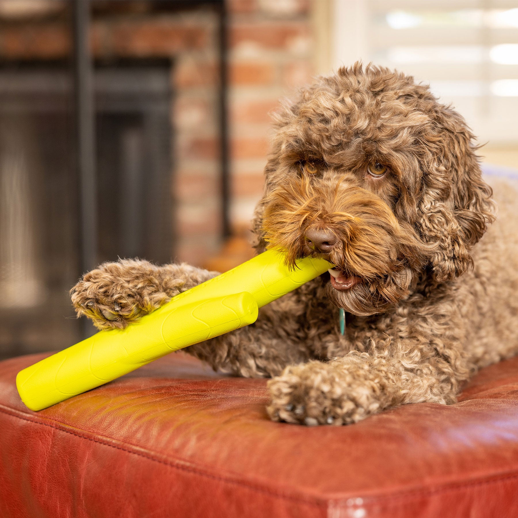 A curly-haired dog happily chews on a Hyper Pet Hyper Chewz Stick Dog Toy, made of ultra-durable EVA foam, while lounging on a red leather surface. The blurry brick fireplace and white window shutters create a cozy backdrop. Perfect for Power Chewers, it withstands tough play.