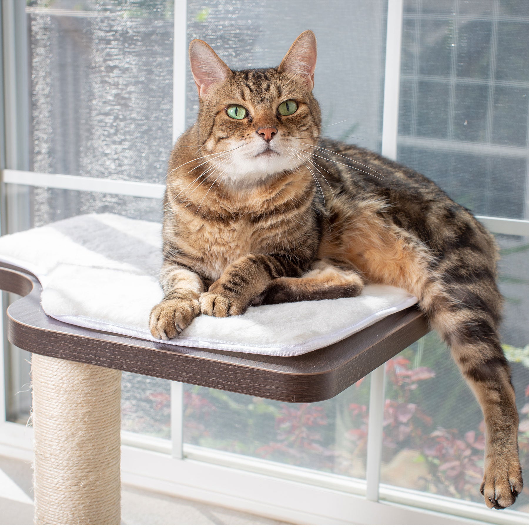 Cat window perch for large cats hotsell