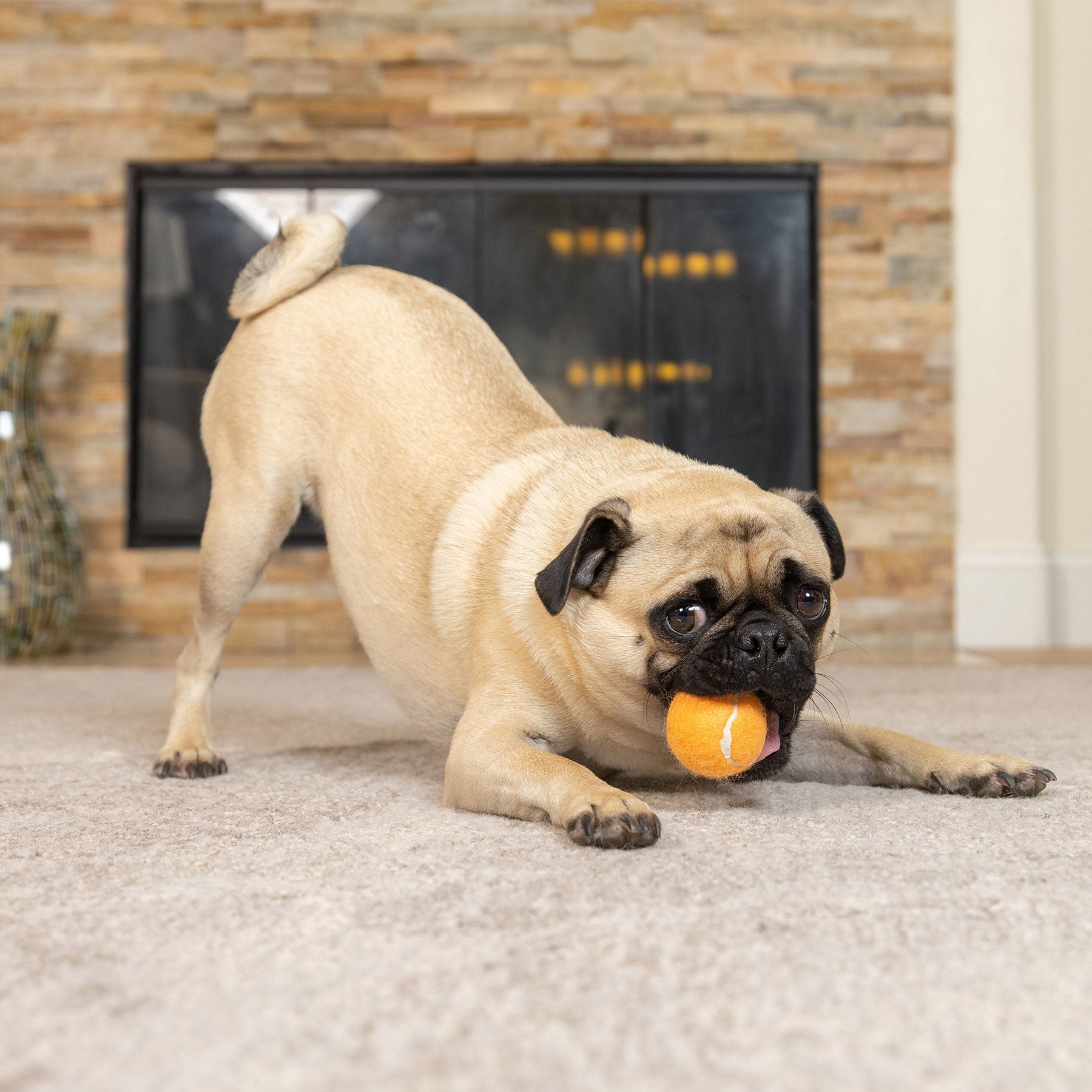 A small pug playfully crouches on a carpet, gripping a Hyperpet Mini Orange Tennis Ball from the 4-Pack in its mouth. A stone fireplace with a mesh screen stands safely in the background, ensuring non-toxic fun for curious little dogs.