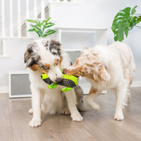 Two dogs with fluffy brown and white coats tug at a yellow and black Hyperpet Grab Tabs Plush Beaver made of ballistic nylon. The bright room has wooden flooring, a visible staircase, and two green potted plants.