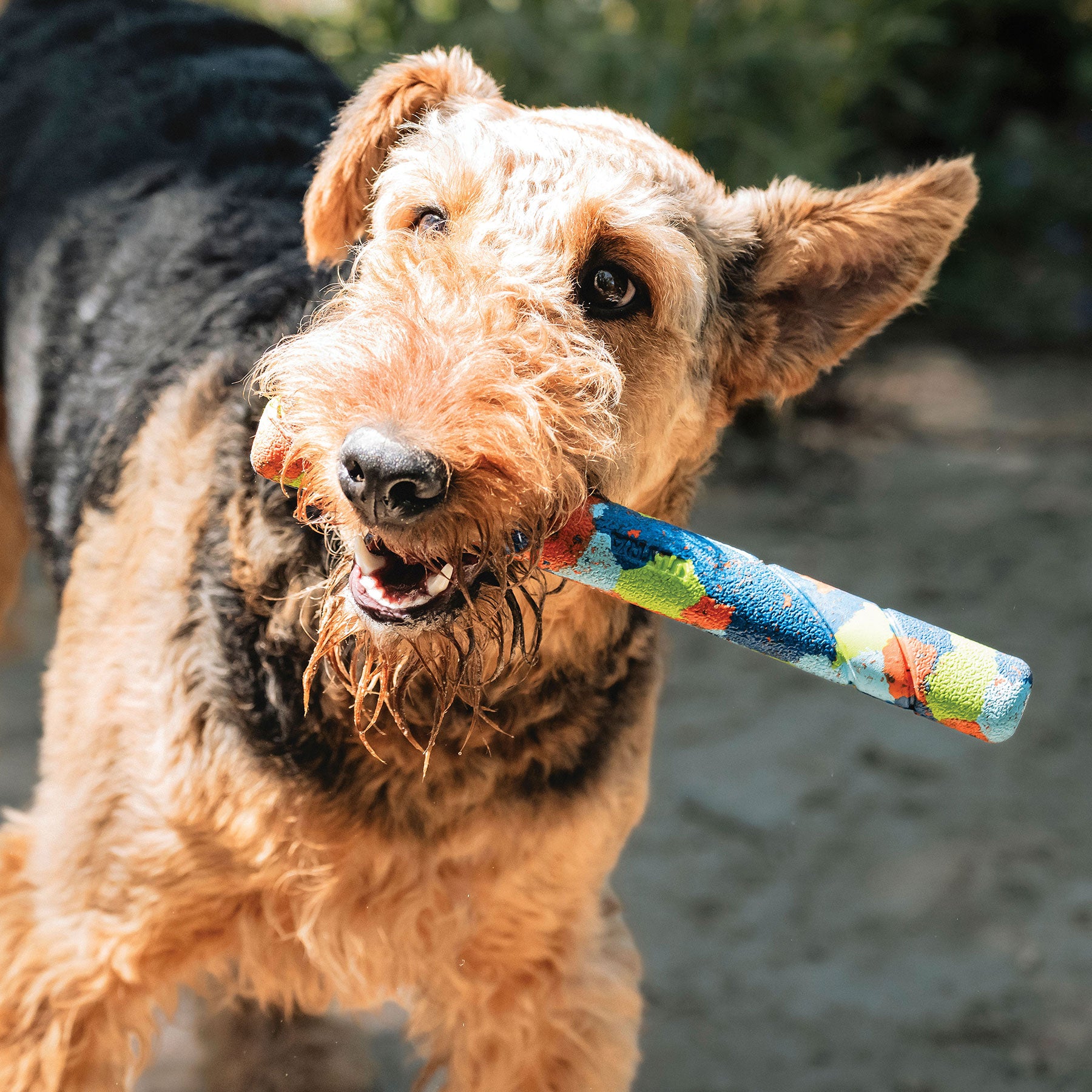 A brown and black dog with a shaggy face proudly holds a Chuckit! Eco Fetch Stick made from recycled rubber in its mouth. The dog stands outdoors on a sunny day, surrounded by lush greenery.