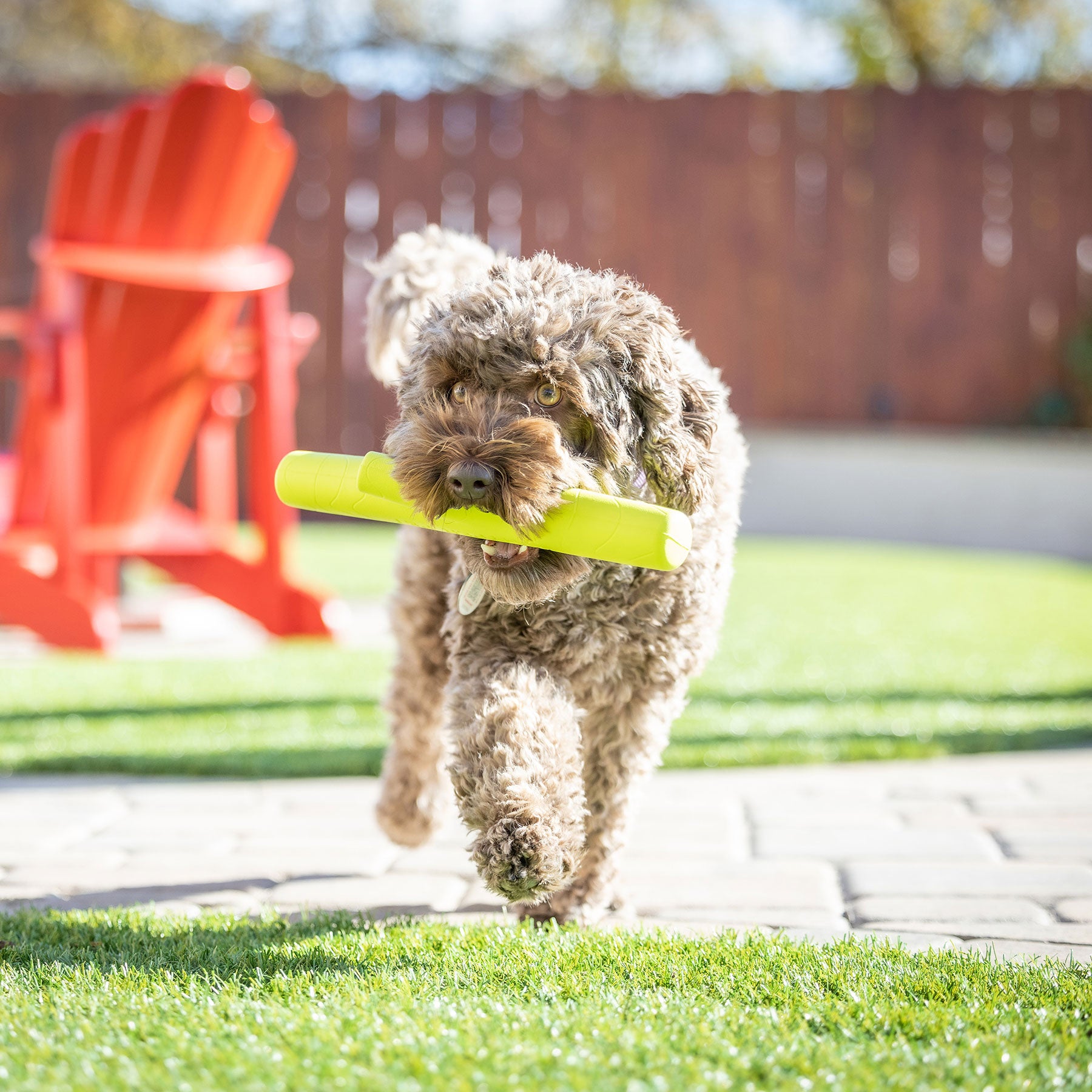 A fluffy brown dog joyfully runs across a sunlit yard with a Hyper Pet Hyper Chewz Stick Dog Toy in its mouth, designed by Hyperpet for power chewers. In the background, theres a red wooden chair on the patio, with a fence and trees visible under the clear blue sky.