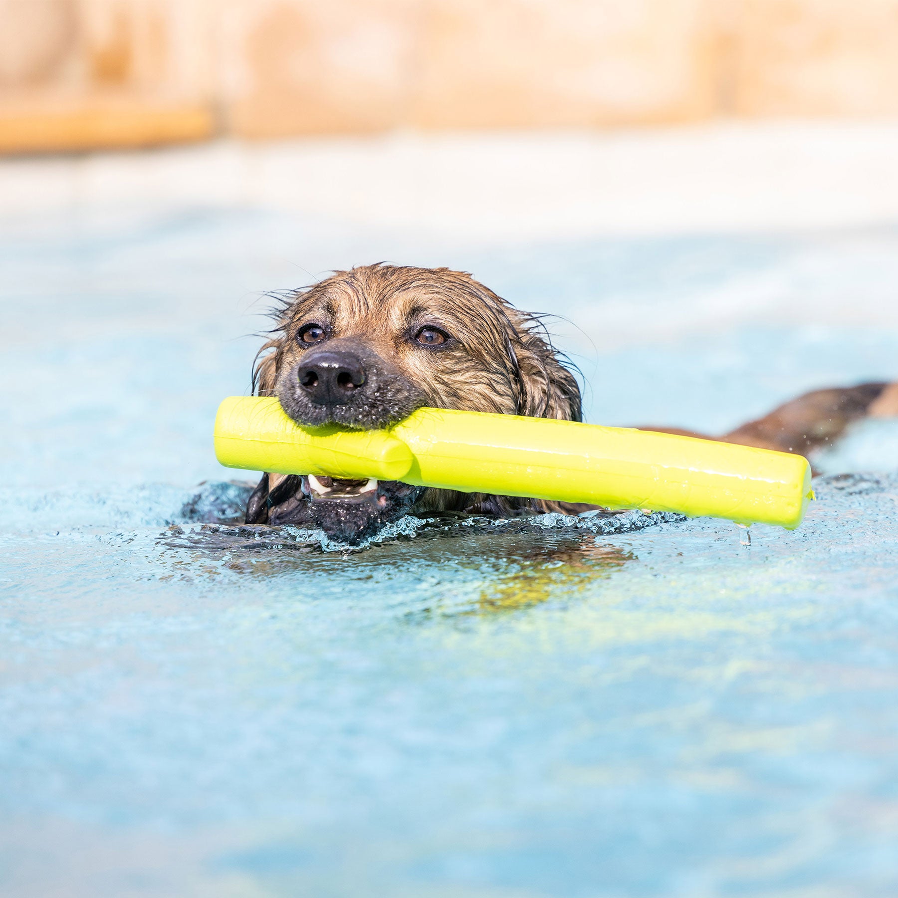 A wet dog swims joyfully in a clear blue pool with an ultra-durable Hyper Pet Hyper Chewz Stick Dog Toy by Hyperpet in its mouth. The background is softly blurred, accentuating the perfect plaything for power chewers and the dogs slicked-back fur.