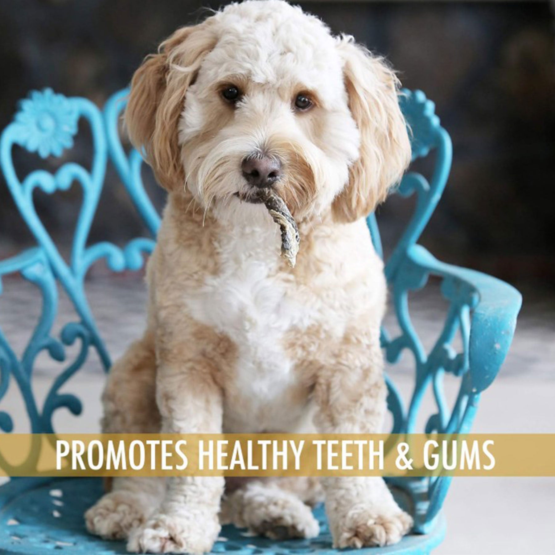 A fluffy, curly-furred dog sits on a blue chair with a Wild Eats Cod Skin Twist Dog Treat in its mouth. The text reads, Promotes Healthy Teeth & Gums.